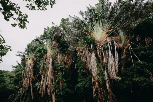 Traveller's Palm Trees in jungle of tropical Japan, Miyako-jima, Okinawa