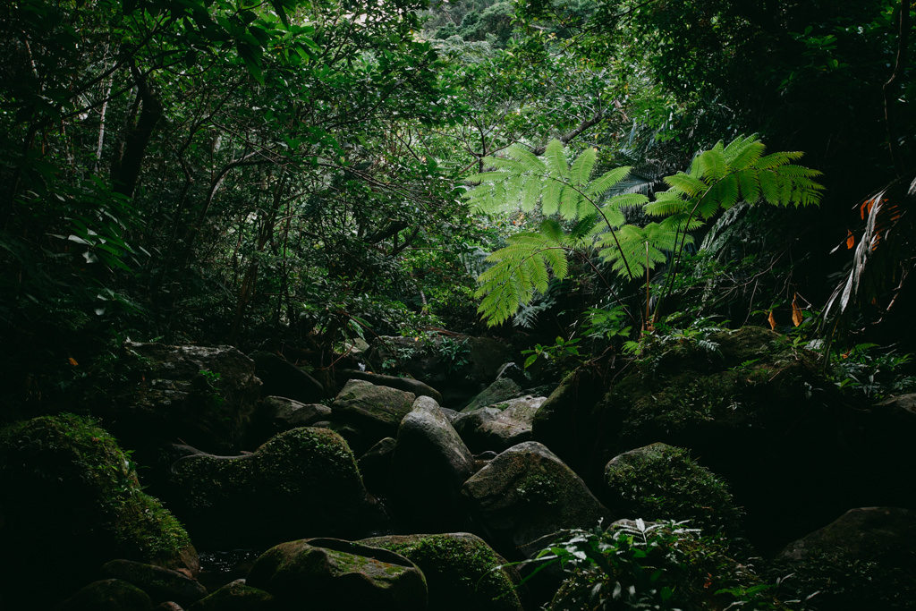 Stream trekking in tropical rainforest of Japan, Iriomote Island, Okinawa