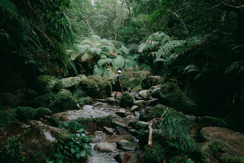 Jungle stream trekking on Iriomote Island, Okinawa, Japan