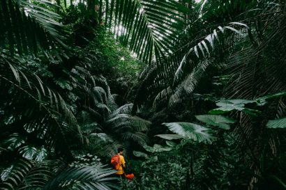 Hiking in Japanese jungle, Iriomote Island, Okinawa