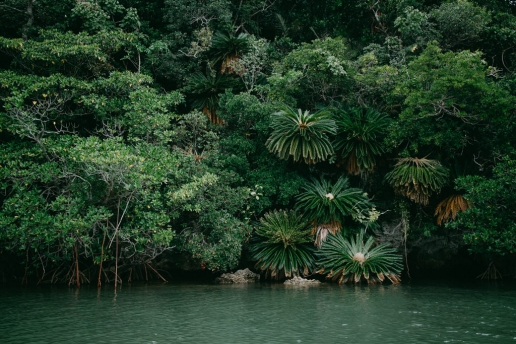 Jungle river vegetation of Tropical Japan, Ishigaki-jima