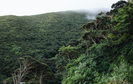 Evergreen temperate rainforest of Mikura-jima, Tokyo, Japan