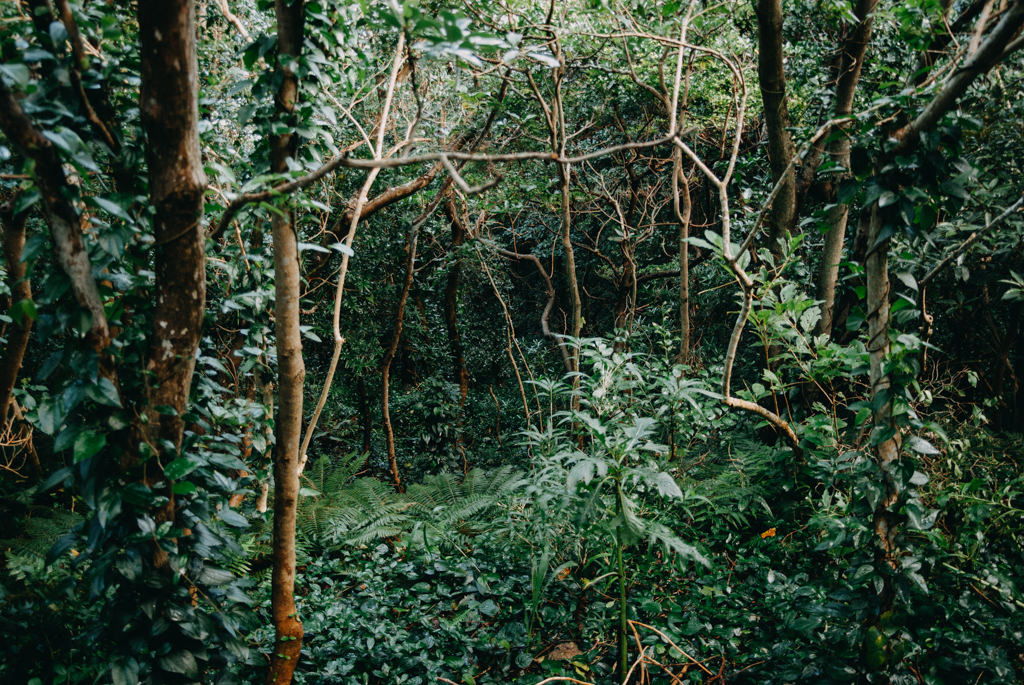 Hiking in the jungle of Mikura-jima Island, Tokyo, Japan