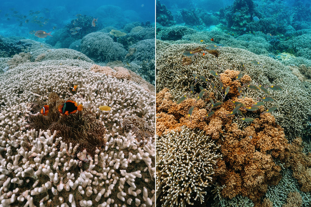 Miyakojima off-the-beach snorkeling at Nakanoshima Beach, Shimoji Island, Okinawa