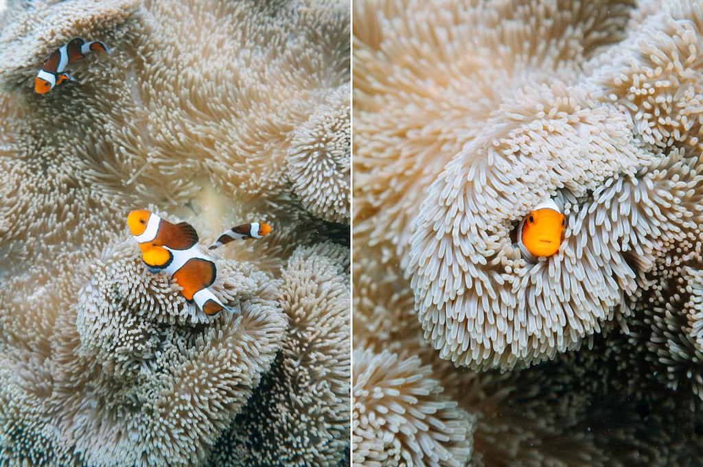 Snorkeling with Nemo (clownfish), Ishigaki Island, Okinawa, Japan