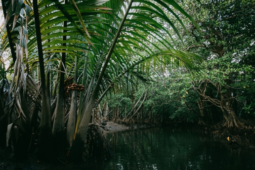 Nipa palms in mangrove jungle, Iriomote Island of the Yaeyama Islands, Okinawa, Japan