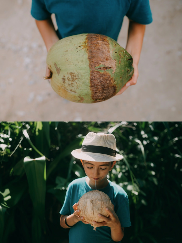 Fresh coconut of southern Japan, Yaeyama Islands, Okinawa