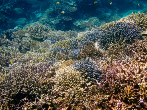 Coral reef snorkeling around Ishigaki Island, Okinawa, Japan