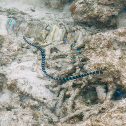 Black-banded sea snake of southern Japan