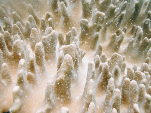 Coral details