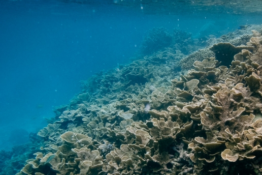Healthy coral just in front of beach, Hateruma Island, Okinawa, Japan