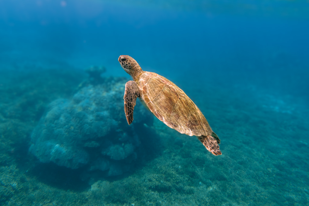 Snorkeling with sea turtle, Miyakojima, Okinawa, Japan