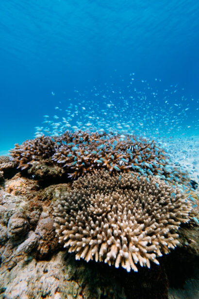 A school of blue green damselfish and coral in clear tropical water, Kakeroma Island, Amami Islands, Kagoshima, Japan