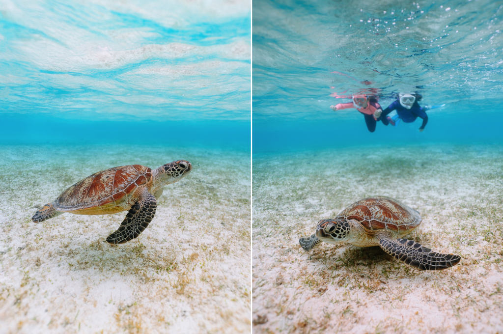 Snorkeling with sea turtles, Miyako Island, Okinawa, Japan