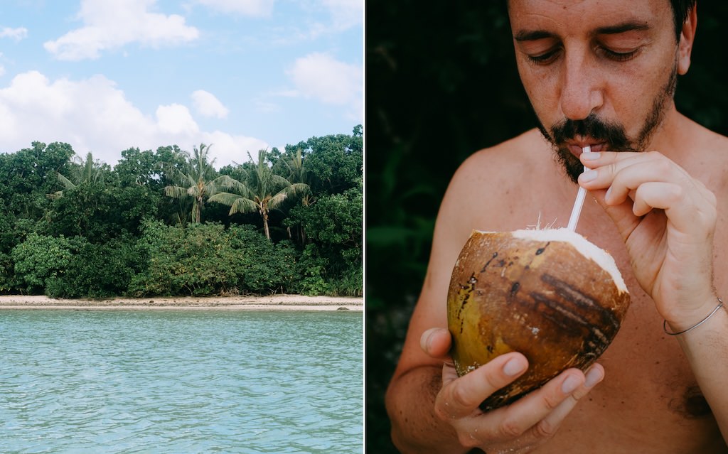Wild coconuts in Japan, Okinawa, Ishigaki Island