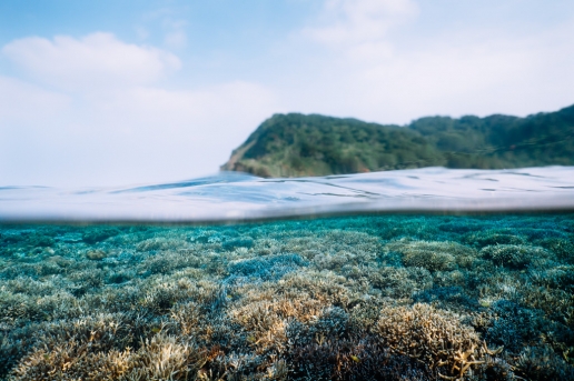 Healthy coral reef of Iriomote Island, Okinawa, Japan
