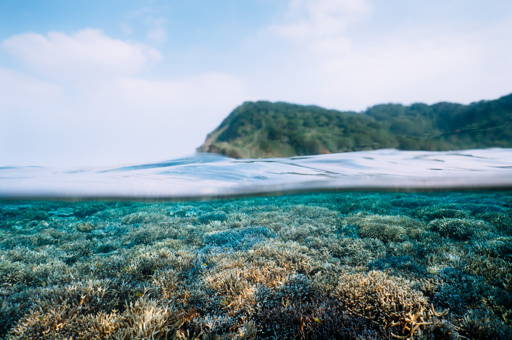 Healthy coral reef of Iriomote Island, Okinawa, Japan