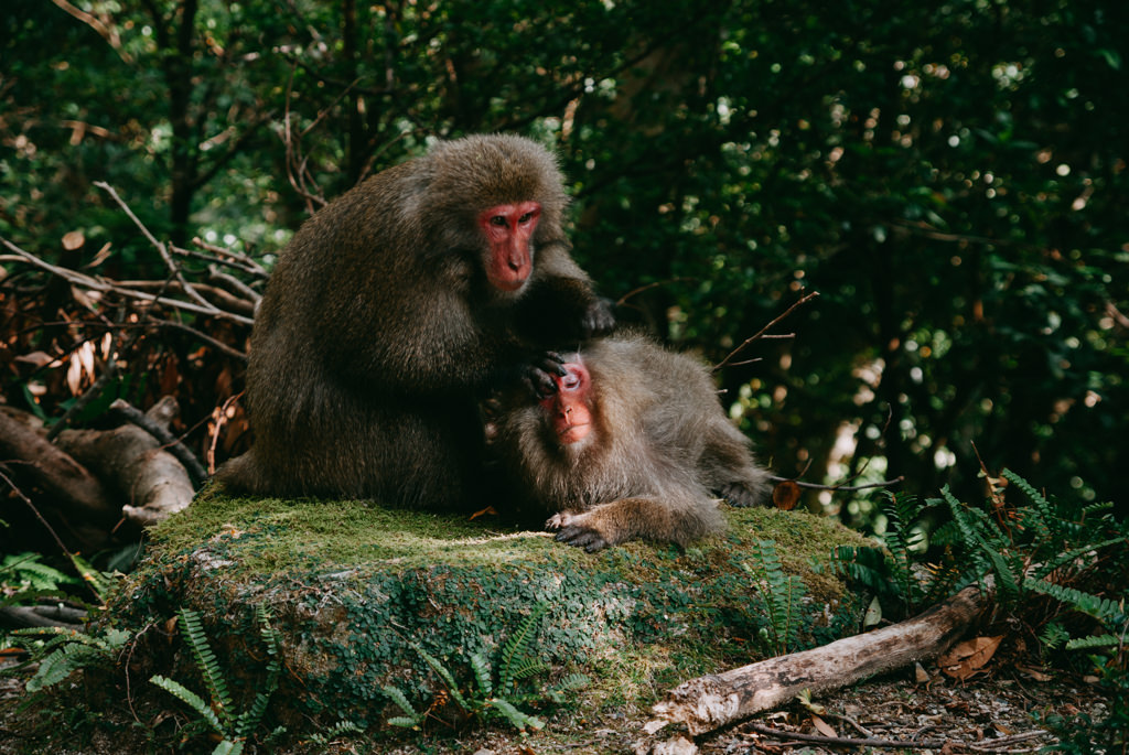 Japanese macaque on Yakushima Island