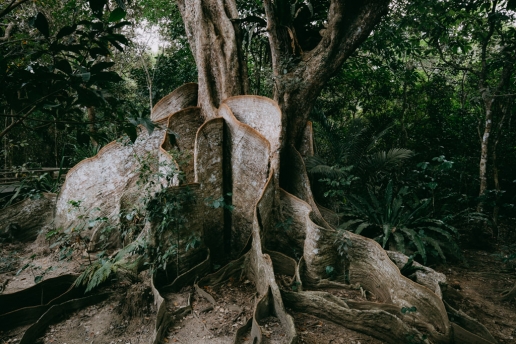Largest Looking-glass mangrove tree in jungle of Iriomote, Yaeyama Islands, Okinawa, Japan