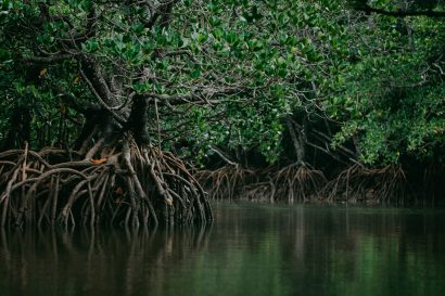 Loop-root Mangroves of Japan, Ishigaki of the Yaeyama Islands, Okinawa