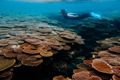 Snorkeling healthy coral reef of Hatoma Island, Okinawa, Japan