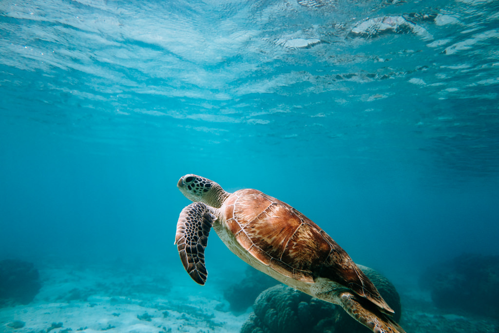 Snorkeling with sea turtle in warm tropical water of southern Japan, Okinawa, Kerama