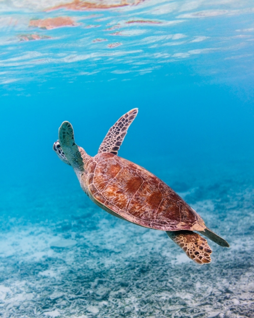 Snorkeling with sea turtles, Zamami Island, Okinawa, Japan