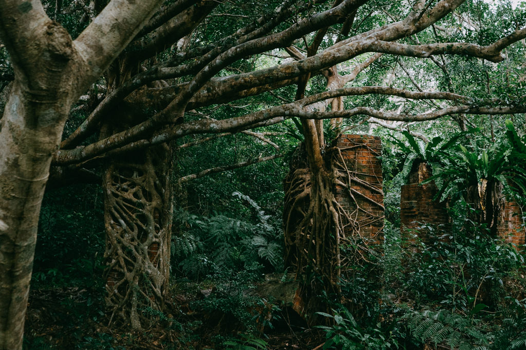 Village taken over by jungle, Iriomote Island, Okinawa, Japan