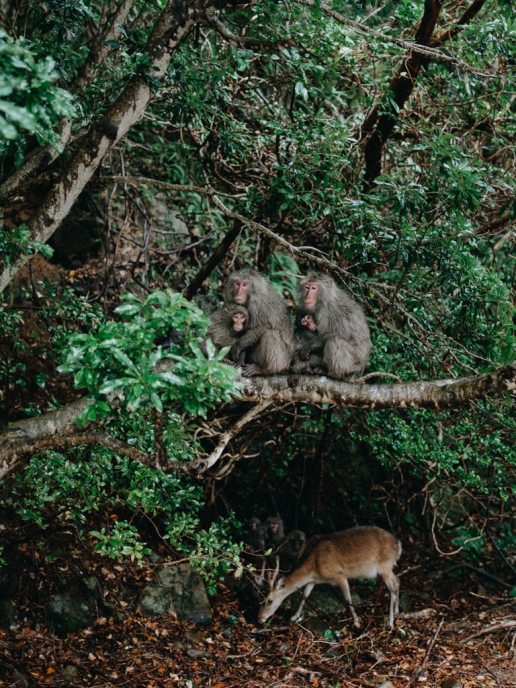 Wild Yaku Macaque, Yakushima, Japan
